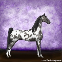 Horse Color:Grullo Sabino Appaloosa