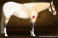Horse Color:Buckskin Roan Appaloosa