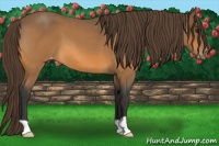 Horse Color:Buckskin Roan Varnish 