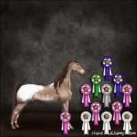 Horse Color:Liver Red Dun Roan Appaloosa Brindle