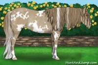 Horse Color:White Spotted Classic Cream Champagne Appaloosa Rabicano 