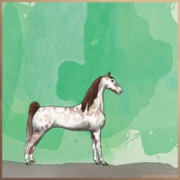 Horse Color:Bay Roan Pearl Onyx Sabino Appaloosa Brindle 