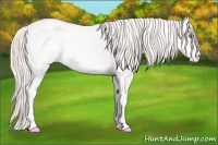 Horse Color:Perlino 