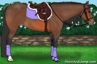 Horse Color:Bay Appaloosa