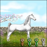 Horse Color:Chocolate Palomino Pearl Dun Appaloosa 