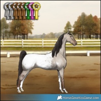 Horse Color:Liver Red Dun Roan Appaloosa Brindle