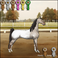 Horse Color:Liver Red Dun Roan Appaloosa Brindle