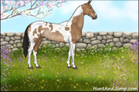 Horse Color:Gray Bay Dun Tobiano Appaloosa Rabicano 