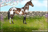 Horse Color:Gray White Spotted Bay