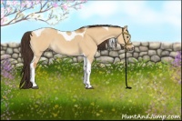 Horse Color:Buckskin Dun Sabino Tobiano Rabicano 