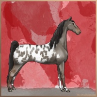 Horse Color:Liver Red Dun Appaloosa 