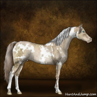 Horse Color:Gray White Spotted Chocolate Palomino Ice Pearl Dun Mushroom Rabicano Brindle 