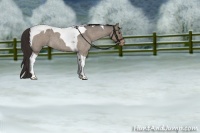 Horse Color:Liver Red Dun Roan Tobiano Appaloosa