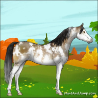 Horse Color:Gray White Spotted Buckskin Dun Splash 