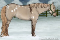 Horse Color:White Spotted Liver Red Dun 