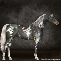 Horse Color:White Spotted Liver Chestnut Appaloosa 