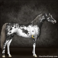 Horse Color:White Spotted Liver Chestnut Sabino Frame