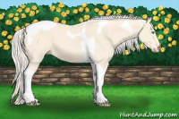Horse Color:Cremello Tobiano