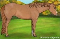 Horse Color:Chestnut Sabino 