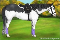 Horse Color:Blue Roan Splash 