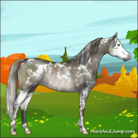 Horse Color:Gray White Spotted Liver Red Dun Mushroom Splash Rabicano 