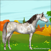 Horse Color:Gray White Spotted Buckskin Ice Pearl Dun Splash Rabicano Brindle 