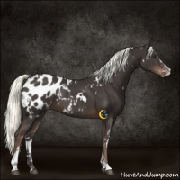 Horse Color:White Spotted Liver Chestnut Sabino Appaloosa Rabicano