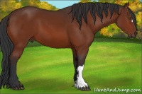 Horse Color:Brown 