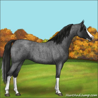 Horse Color:Gray Blue Roan Splash 