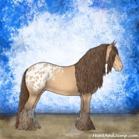 Horse Color:Amber Champagne Appaloosa
