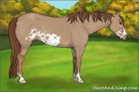Horse Color:Red Dun Frame 