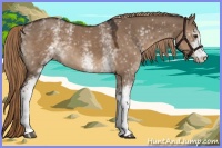 Horse Color:White Spotted Liver Red Dun