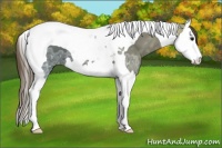 Horse Color:Smoky Black Ice Splash Tobiano Appaloosa 