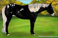 Horse Color:Silver Brown Ice Dun Splash Appaloosa 