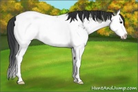 Horse Color:Black Ice Splash Appaloosa 
