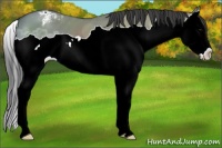 Horse Color:Grullo Ice Splash Appaloosa