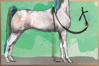 Horse Color:Painted White Spotted Chocolate Palomino Roan Onyx Brindle 