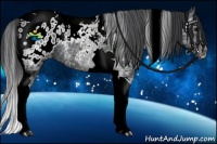 Horse Color:Black Ice Tobiano Appaloosa 