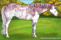 Horse Color:Silver Bay Ice Splash 