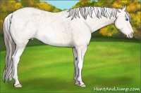 Horse Color:White Spotted Sable Cream Champagne Splash 