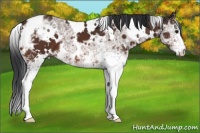 Horse Color:White Spotted Bay Ice 