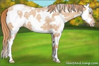 Horse Color:White Spotted Gold Champagne Ice Roan Splash Frame 