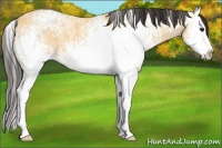 Horse Color:White Spotted Buckskin Ice Roan Splash