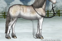 Horse Color:White Spotted Liver Red Dun Onyx Sabino Rabicano