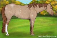 Horse Color:Red Dun 