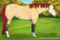Horse Color:Painted Buckskin