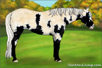 Horse Color:Silver Buckskin Ice Dun Splash 