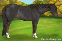 Horse Color:Liver Chestnut Rabicano 
