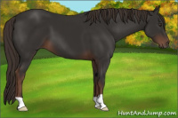 Horse Color:Liver Chestnut 