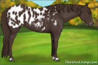 Horse Color:Liver Chestnut Appaloosa
